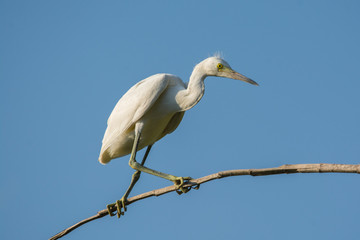 Juvenile Little Blue Heron does some fancy footwork.