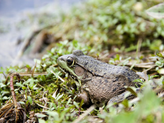 American Bullfrog  Lithobates Catesbeianus