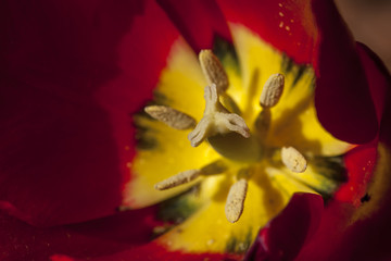 Macro of inside the tulip.
