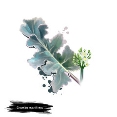 Digital art illustration of Crambe maritima, Sea kale, Crambe isolated on white background. Organic healthy food. Green fresh vegetable with blossom. Hand drawn plant closeup. Graphic design element