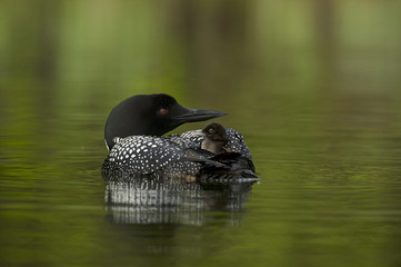 Great Northern Loon (Gavia immer), Common Loon with just hatched chick © Enrique
