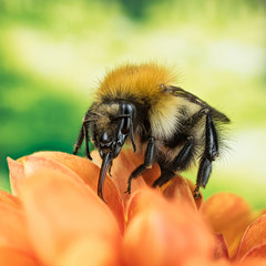 Focus Stacking - Field Bumblebee, Common Carder Bumblebee, Bumblebee, Dumbledor, Dumbledore