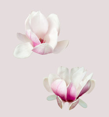 flower on  color background with clipping path,isolated on color background