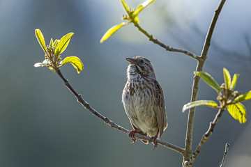 Cute little song sparrow.