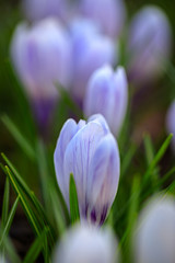 Crocus in Bloom