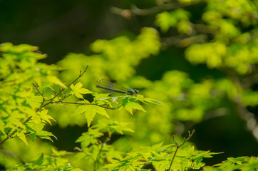 新緑の葉にとまるトンボ