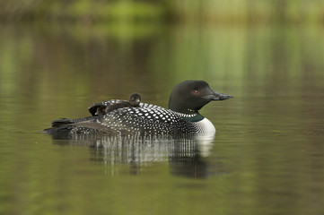 Great Northern Loon (Gavia immer), Common Loon with just hatched chick