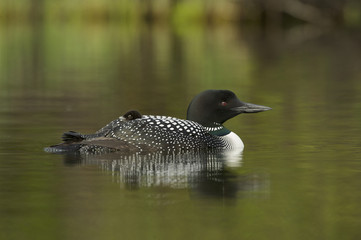 Great Northern Loon (Gavia immer), Common Loon with just hatched chick