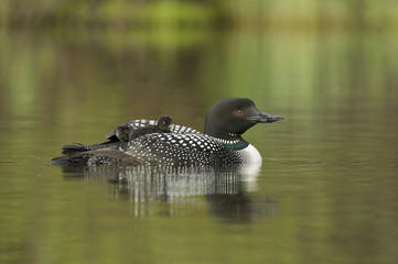 Great Northern Loon (Gavia immer), Common Loon with just hatched chick