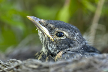 Small robin in nest.