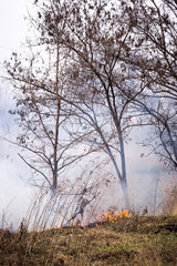 Obraz na płótnie Canvas Trees in fire