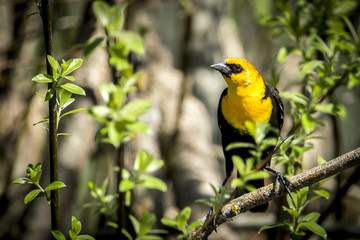 Yellow headed blackbird in tree.