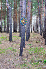 Darts on the tree in the forest