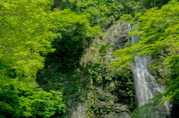 大阪・初夏の箕面の滝