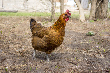 Chicken in the village. Toned, style photo.