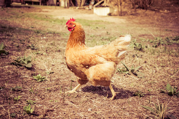 Chicken in the village. Toned, style photo.