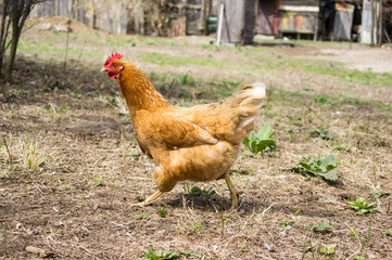 Chicken in the village. Toned, style photo.