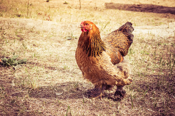 Chicken in the village. Toned, style photo.