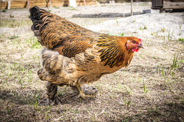 Chicken in the village. Toned, style photo.