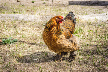 Chicken in the village. Toned, style photo.