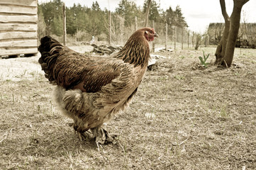 Chicken in the village. Toned, style photo.