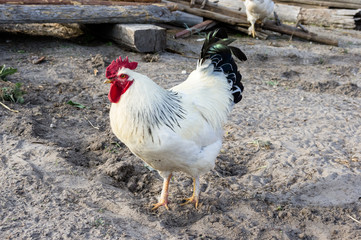 White rooster in the village
