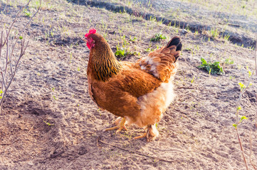 Chicken in the village. Toned, style photo.