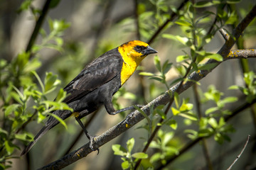 Side view of yellow headed blackbird.