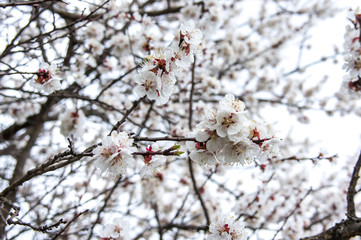 Spring flowered trees