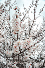 Spring flowered trees