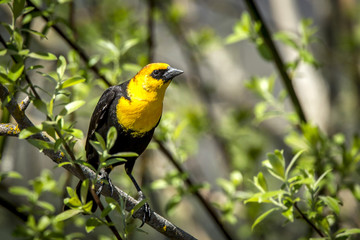 Perched yellow headed blackbird.