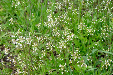 White flowers in the grass
