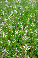 Obraz premium White flowers in the grass