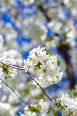 Spring flowered trees