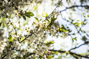 Fototapeta premium Spring flowered trees