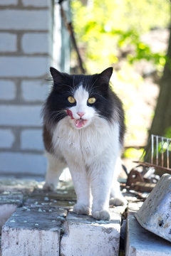 Rural black and white cat lickens