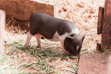 Little Vietnamese pig
