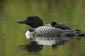 Great Northern Loon (Gavia immer), Common Loon with just hatched chick © Enrique