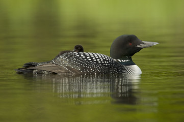 Great Northern Loon (Gavia immer), Common Loon with just hatched chick