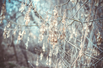 Dry 'noses' on a maple tree in early spring