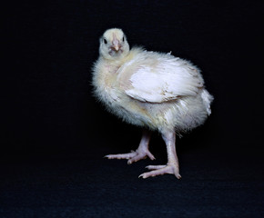 Young chick broiler