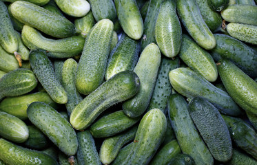 Fresh cucumbers