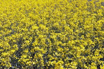 Canola crop in outback New South Wales, Australia.