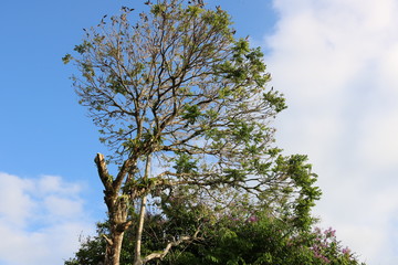 árbol y pájaros 