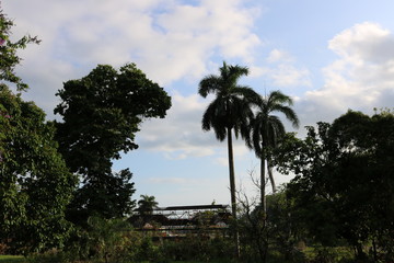 Fototapeta na wymiar palmeras al atardecer
