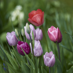 tulpen13