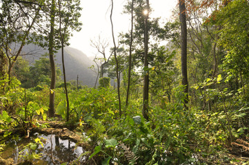 Fototapeta premium Afternoon sun illuminating rugged jungle landscape in Chiapas, Mexico