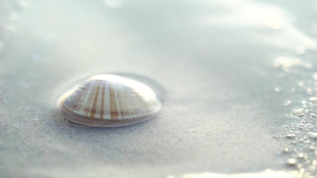 アサリが砂に潜る瞬間