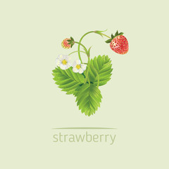 Vector realistic illustration of strawberry with leaves and flowers.