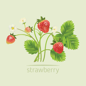 Vector realistic illustration of strawberry with leaves and flowers.